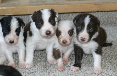 L to R - Kenya, Java, Vette and Russell @ 3 weeks old