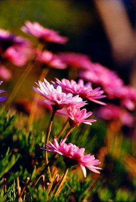 05_flower.jpg
