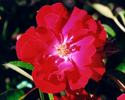 06_flower.jpg