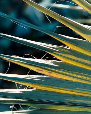 07_plant.jpg