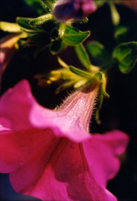 10_flower.jpg