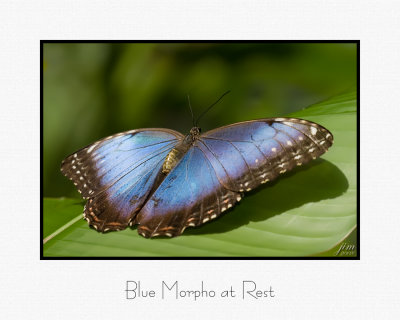 Blue Morpho at Rest.jpg