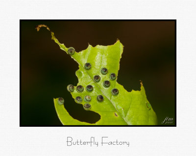 Butterfly Factory.jpg