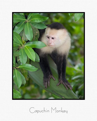 Capuchin Monkey.jpg