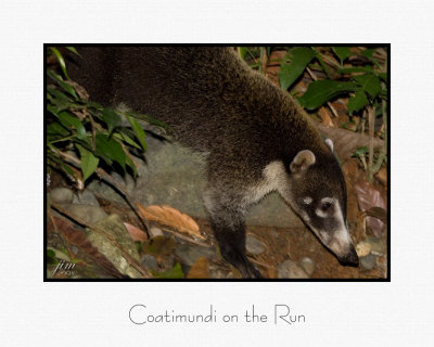 Coatimundi on the Run.jpg