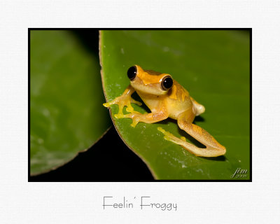Feelin Froggy.jpg