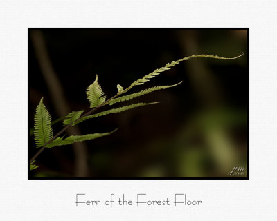 Fern of the Forest Floor.jpg