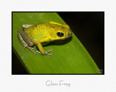 Glass Frog.jpg