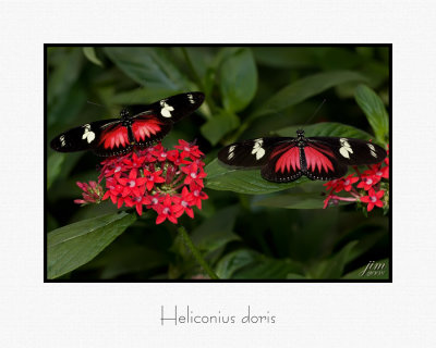 Heliconius doris.jpg