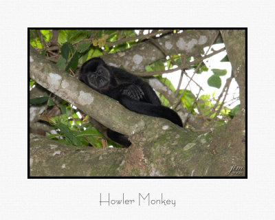 Howler Monkey.jpg