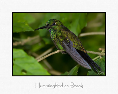 Hummingbird on Break.jpg