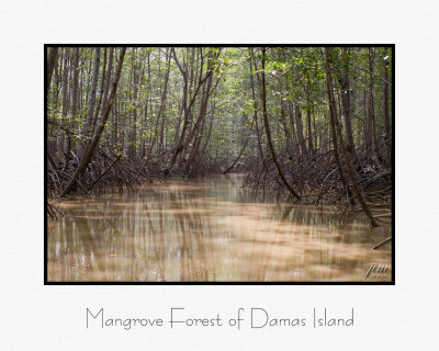 Mangrove Forest of Damas Island.jpg