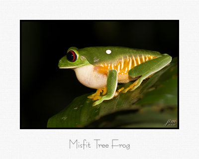 Misfit Tree Frog.jpg