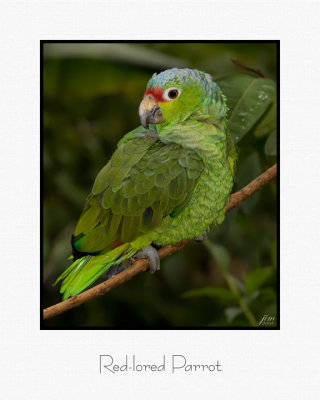 Red-lored Parrot.jpg