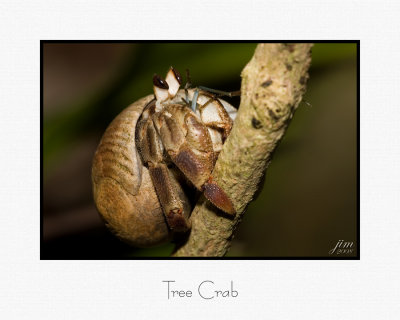 Tree Crab.jpg