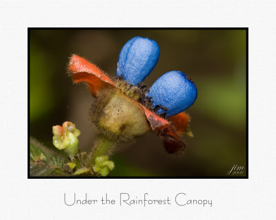 Under the Rainforest Canopy.jpg