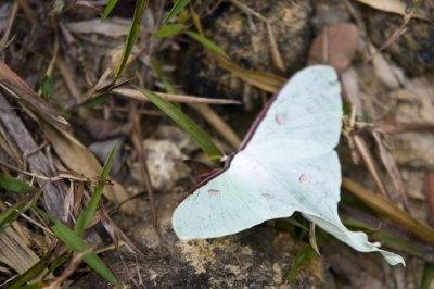 Hong Kong - 蛾 Moth - 長尾水青蛾 Indian Luna Moth