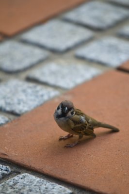 Hong Kong 香港 - 淺水灣酒店 Repulse Bay Hotel - 麻雀 Tree Sparrow (Passer montanus)