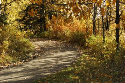 Trail