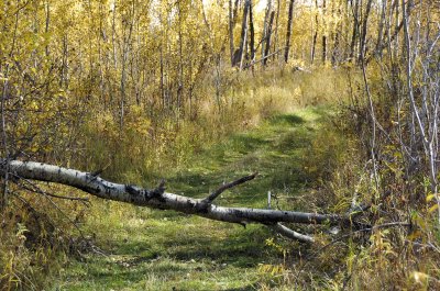Fallen Tree