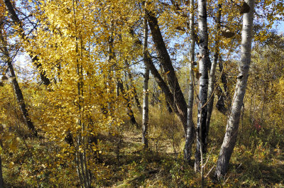 Golden Leaves