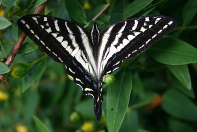 Swallowtail-6-11-04.jpg
