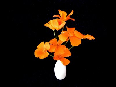 Poppy in a vase.JPG