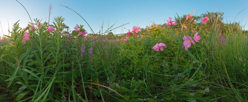 August : Swamp Mallows