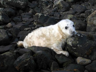 Seal Pup 2.jpg