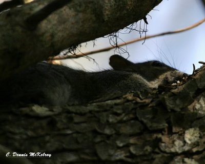 Hide tree rat