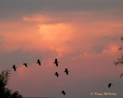 Black-belly Whistling Ducks