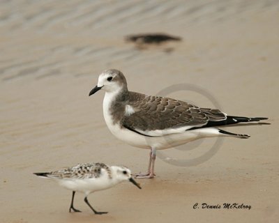 Sabine's Gull - Juvenile with Peep