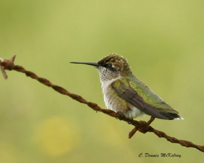 Hummer