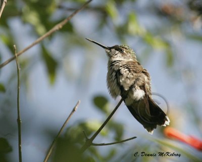 Hummer