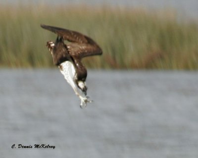 Osprey Diving