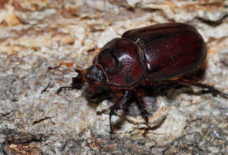 Noshornsbagge hona (Oryctes nasicornis)