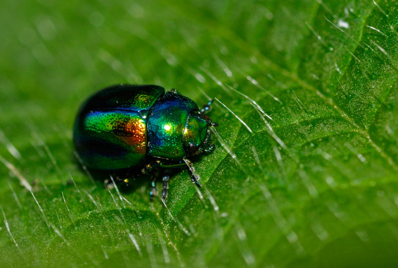 Chrysolina fastuosa