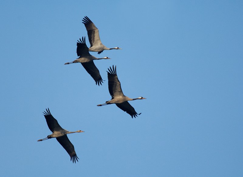 Cranes