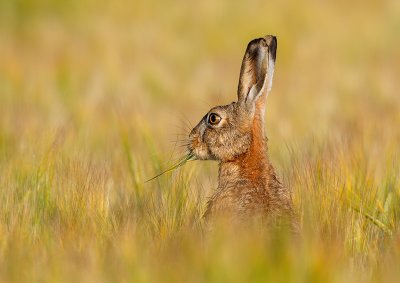 Brown Hare - Fälthare