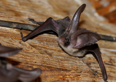 Brown long-eared bat (Plecotus auritus)