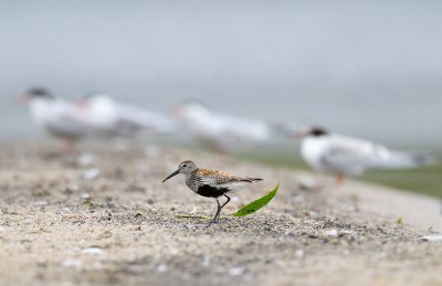 Dunlin (Calidris alpina)