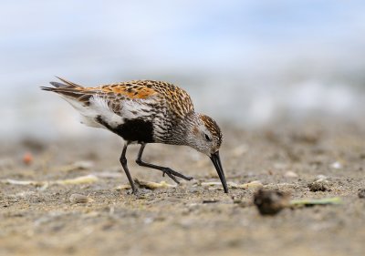Dunlin (Calidris alpina)
