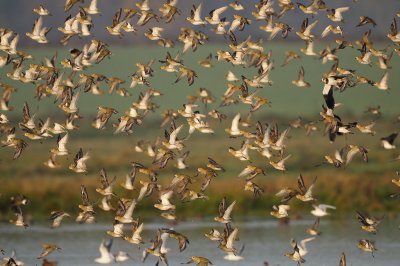 European Golden Plovers
