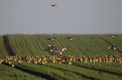 European Golden Plovers