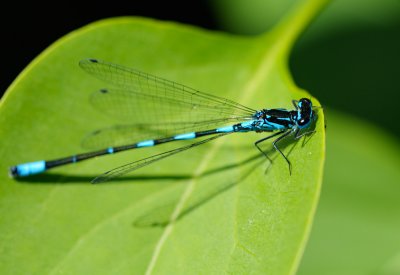 Mrk lyrflickslnda (Coenegrion pulchellum)