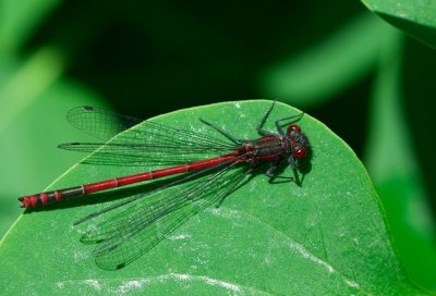 Rd flickslnda (Pyrrhosoma nymphula)