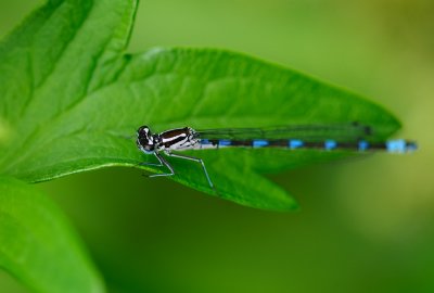 Mrk lyrflickslnda (Coenegrion pulchellum)