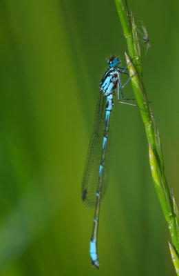 Mrk lyrflickslnda (Coenegrion pulchellum)