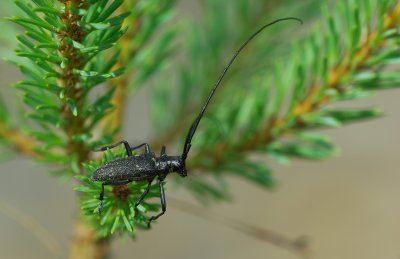 Tallbock (Monochamus sutor)