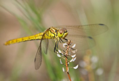 Tegelrd ngstrollslnda (Sympetrum vulgatum)